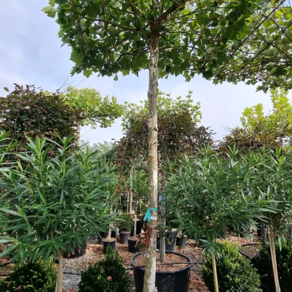 Platanus x acerifolia (Javorolistna platana)