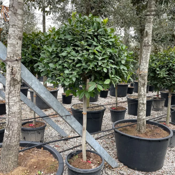 Laurus nobilis (Navadni lovor na steblu)