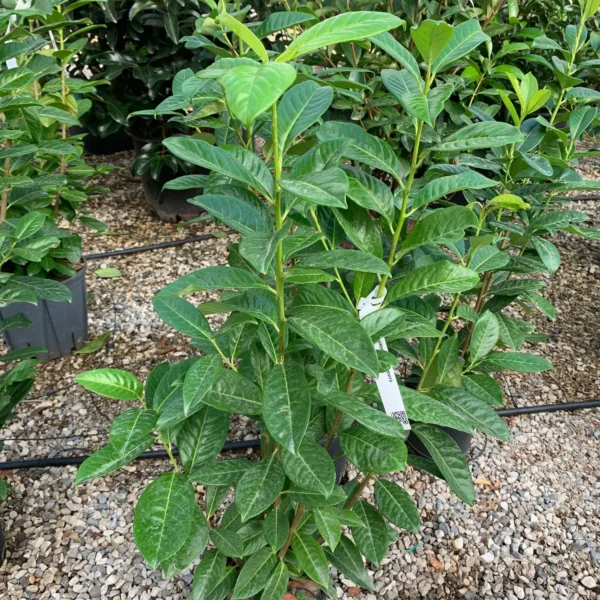 Prunus laurocerasus 'Novita' (Lovorikovec)