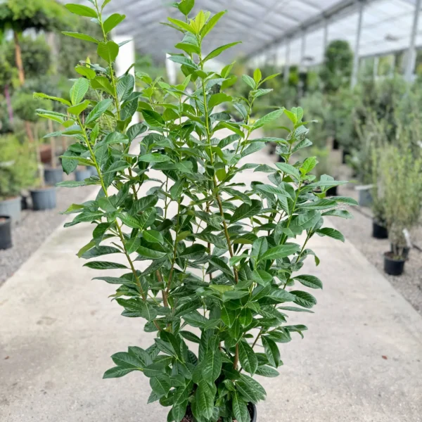 Prunus laurocerasus 'Novita' (Lovorikovec)