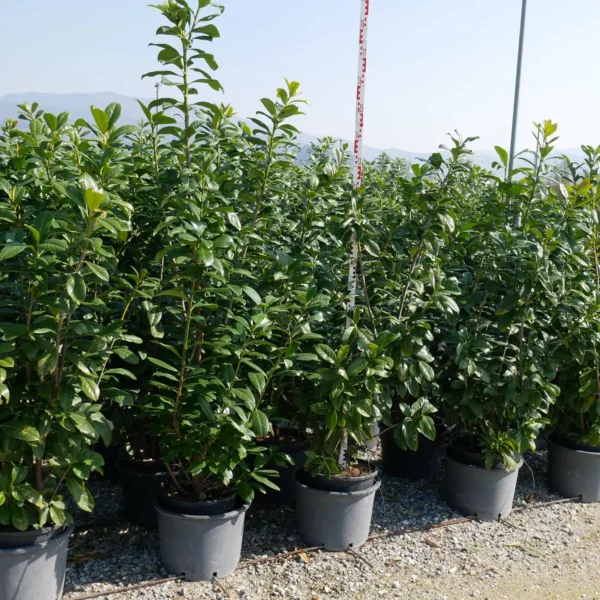 Prunus laurocerasus 'Novita' (Lovorikovec)