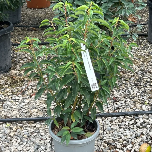 Prunus lusitanica `Angustifolia` (Portugalski lovorikovec)