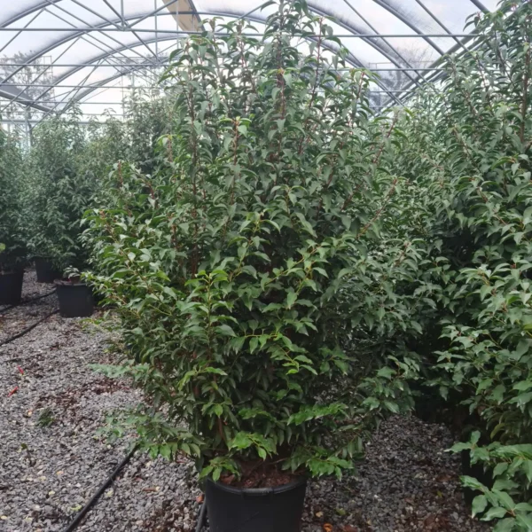 Prunus lusitanica `Angustifolia` (Portugalski lovorikovec)