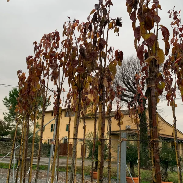 Prunus serrulata 'Amanogawa' (Stebrasta japonska češnja)