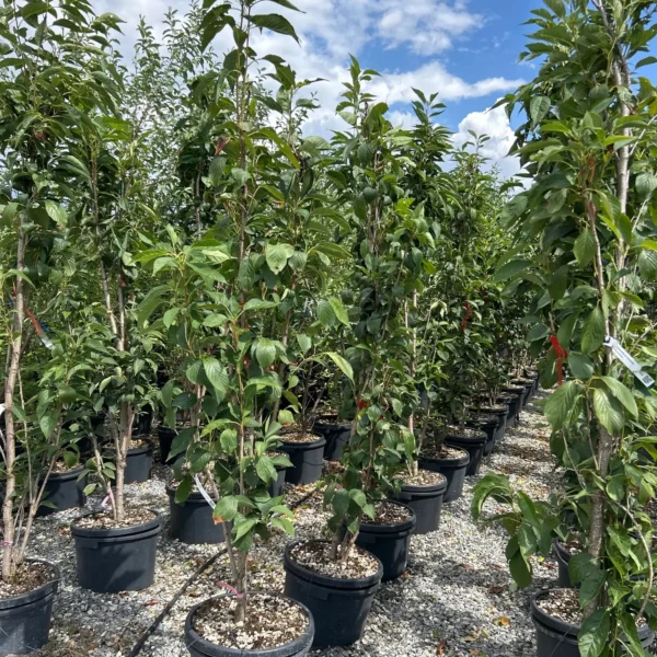 Prunus serrulata 'Amanogawa' (Stebrasta japonska češnja)