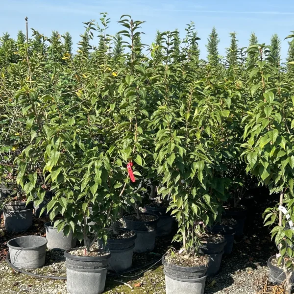 Prunus serrulata 'Kanzan' (Okrasna jap. češnja)