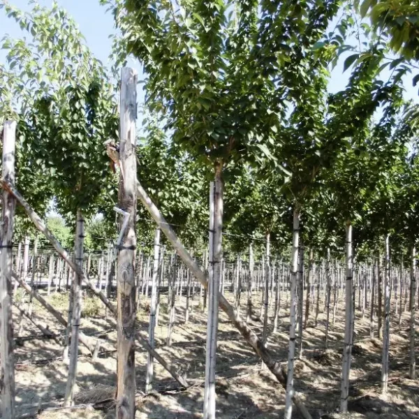 Prunus serrulata 'Kanzan' (Okrasna jap. češnja)
