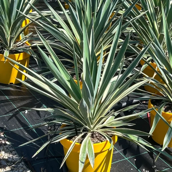 Yucca gloriosa 'Variegata' (Bleščeča juka)