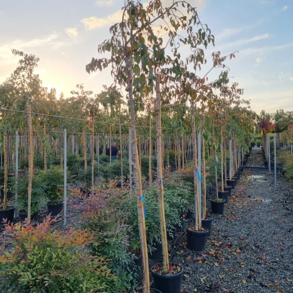 Prunus serrulata 'Kiku-Shidare-Zakura' (Povešava japonska češnja)