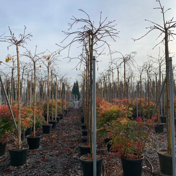 Prunus serrulata 'Kiku-Shidare-Zakura' (Povešava japonska češnja)
