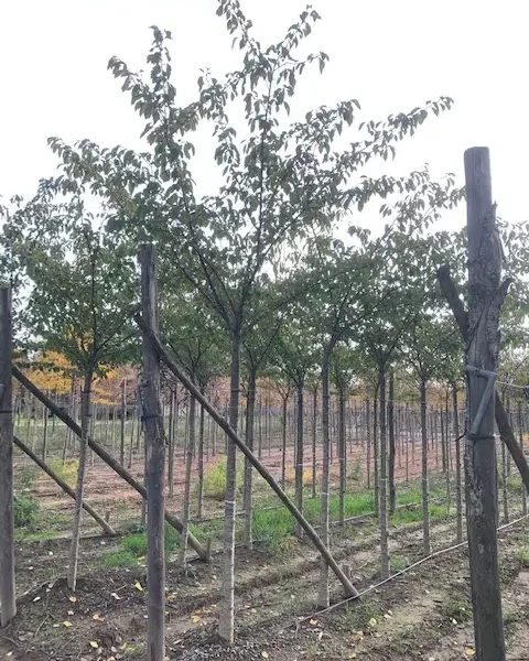 Prunus yedoensis (Japonska češnja)