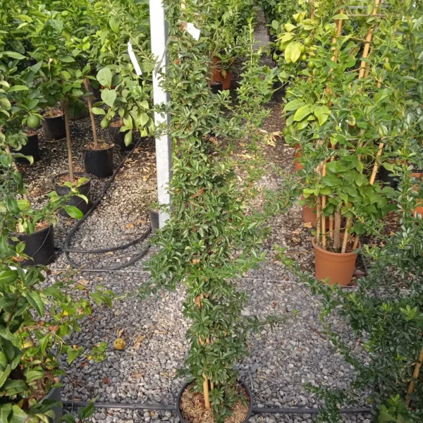 Pyracantha 'Mohave' (Ognjeni trn)