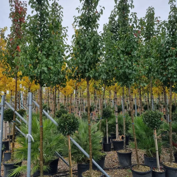 Pyrus calleryana 'Chanticleer' (Stožčasta okrasna hruška)