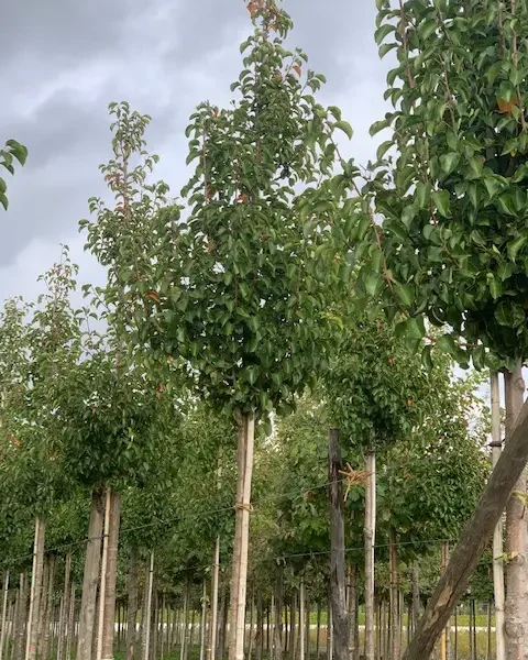 Pyrus calleryana 'Chanticleer' (Stožčasta okrasna hruška)