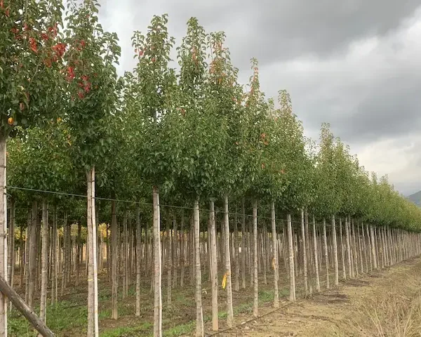 Pyrus calleryana 'Chanticleer' (Stožčasta okrasna hruška)