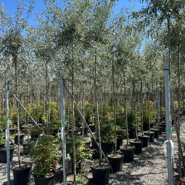 Pyrus salicifolia 'Pendula' (Povešava okrasna hruška)