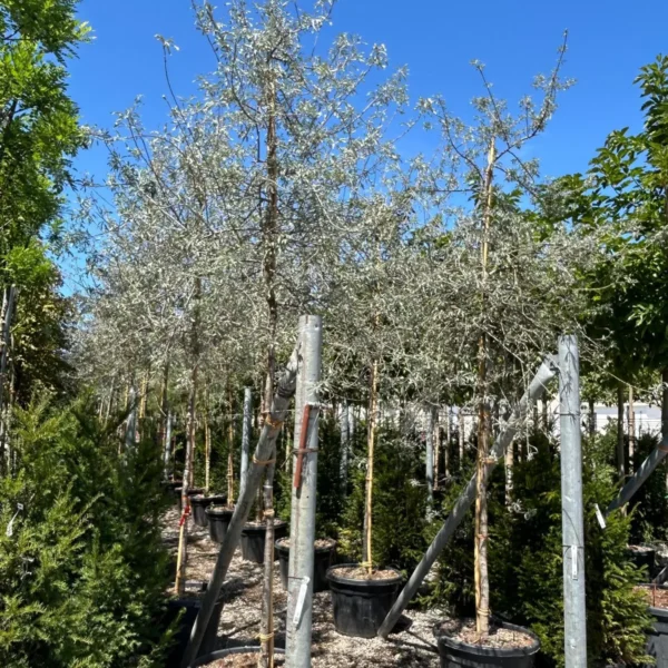 Pyrus salicifolia 'Pendula' (Povešava okrasna hruška)