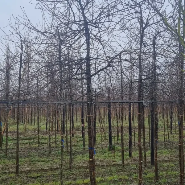 Pyrus salicifolia 'Pendula' (Povešava okrasna hruška)