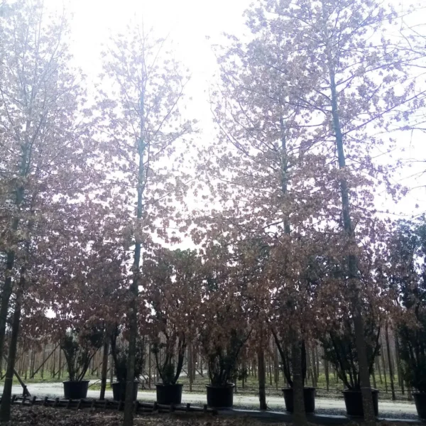 Quercus palustris (Močvirski hrast)