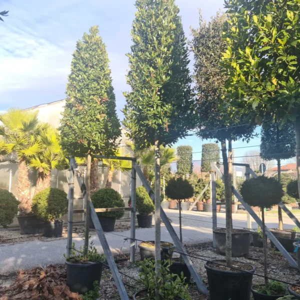 Laurus nobilis (Navadni lovor)