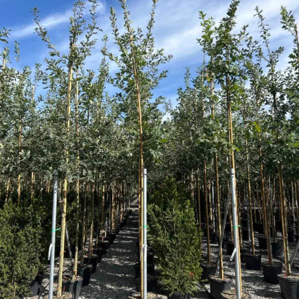 Quercus robur (Hrast DOB)