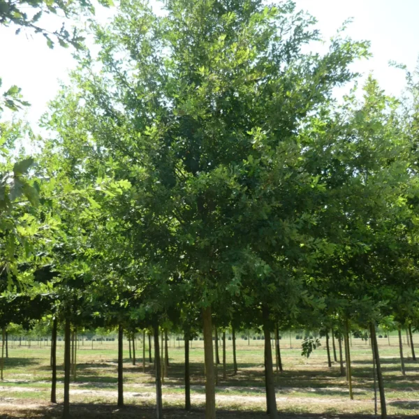 Quercus robur (Hrast DOB)