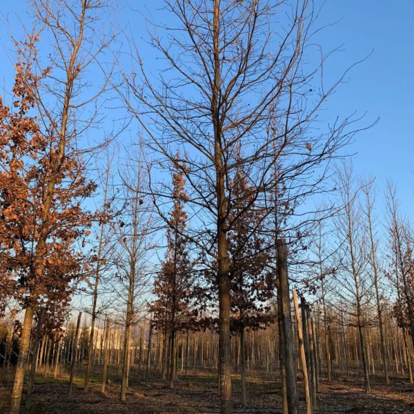 Quercus robur (Hrast DOB)