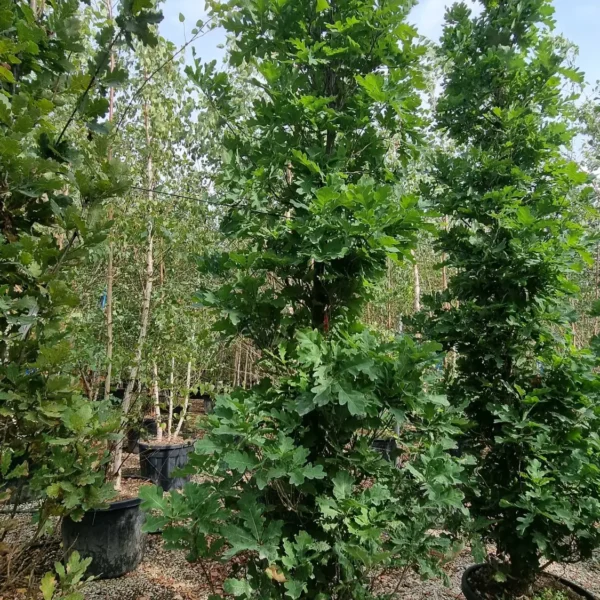 Quercus robur 'Fastigiata Koster' (Stebrasti hrast DOB)