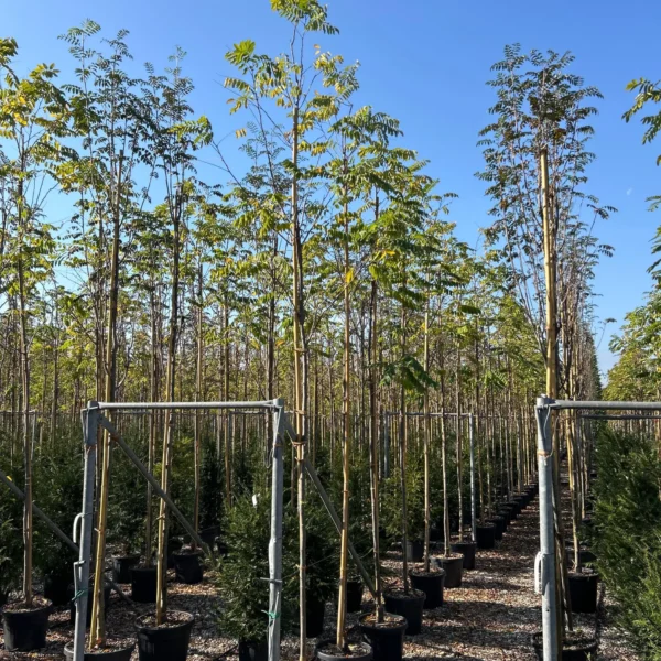 Robinia pseudoacacia 'Casque Rouge' (Nav. rdečecvet. robinija)