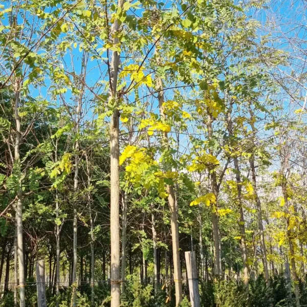 Robinia pseudoacacia 'Frisia' (Robinija cepljena na steblu)