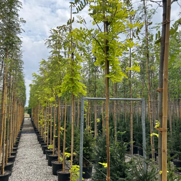 Robinia pseudoacacia 'Frisia' (Robinija cepljena na steblu)