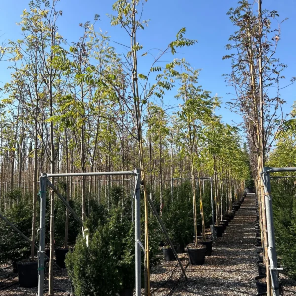 Robinia pseudoacacia 'Frisia' (Robinija cepljena na steblu)