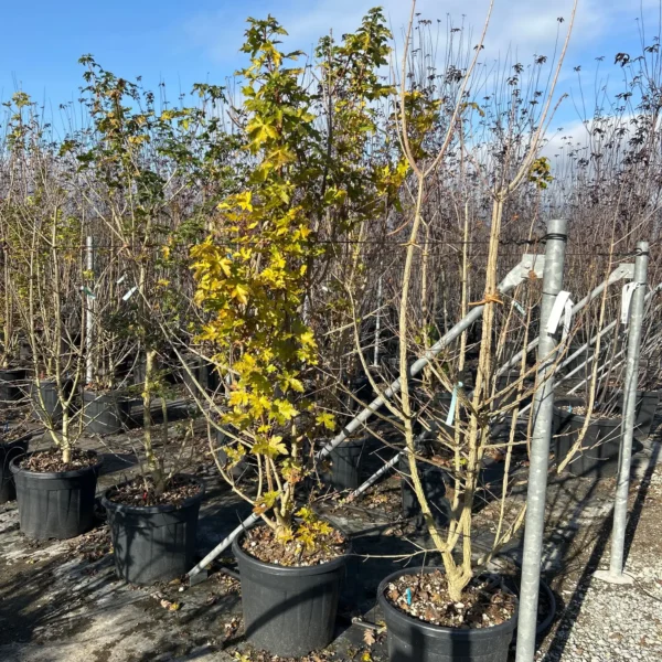 Acer campestre (Poljski javor, maklen)