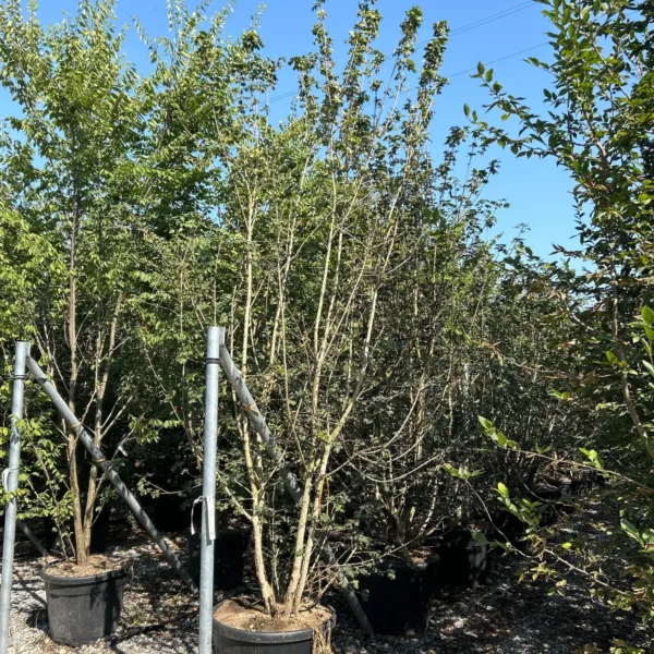 Acer campestre (Poljski javor, maklen)