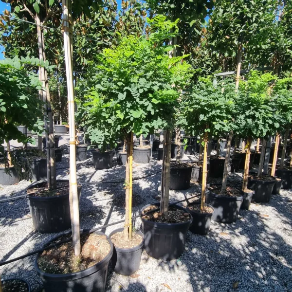 Robinia pseudoacacia 'Umbraculifera' (Kroglasta robinija)