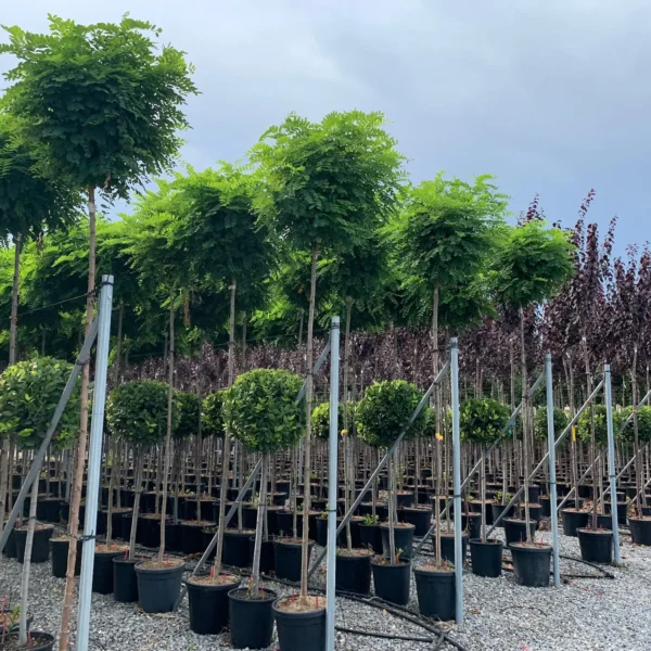 Robinia pseudoacacia 'Umbraculifera' (Kroglasta robinija)