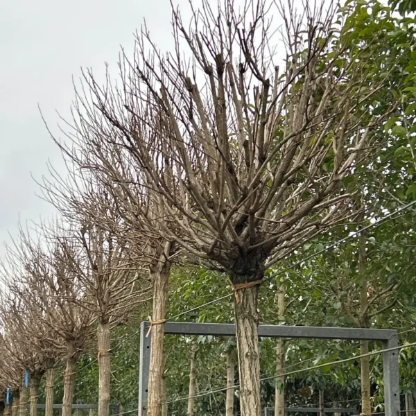 Robinia pseudoacacia 'Umbraculifera' (Kroglasta robinija)