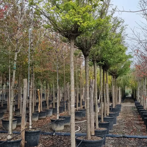 Robinia pseudoacacia 'Umbraculifera' (Kroglasta robinija)