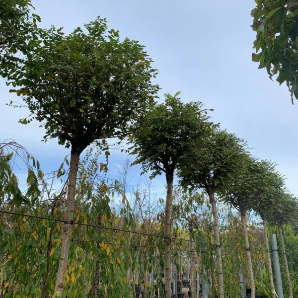 Robinia pseudoacacia 'Umbraculifera' (Kroglasta robinija)