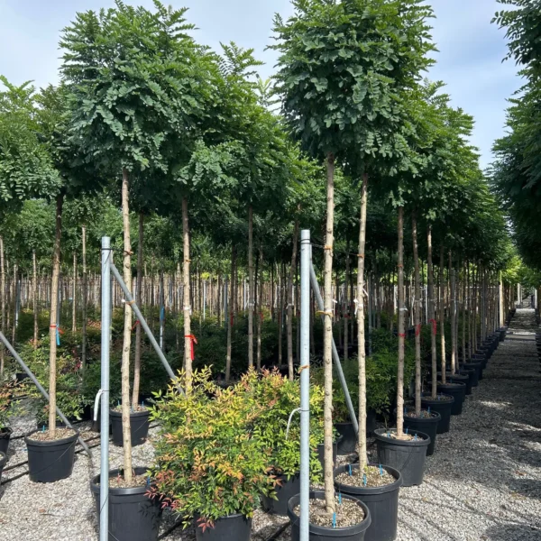 Robinia pseudoacacia 'Umbraculifera' (Kroglasta robinija)