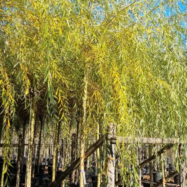 Helenium 'Wesergold' Jesenski helenij