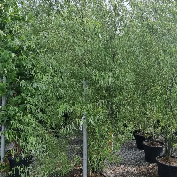 Salix matsudana 'Tortuosa' (Vibasta vrba)