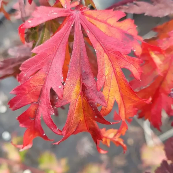Acer japonicum 'Aconitifolium' (Japonski javor)