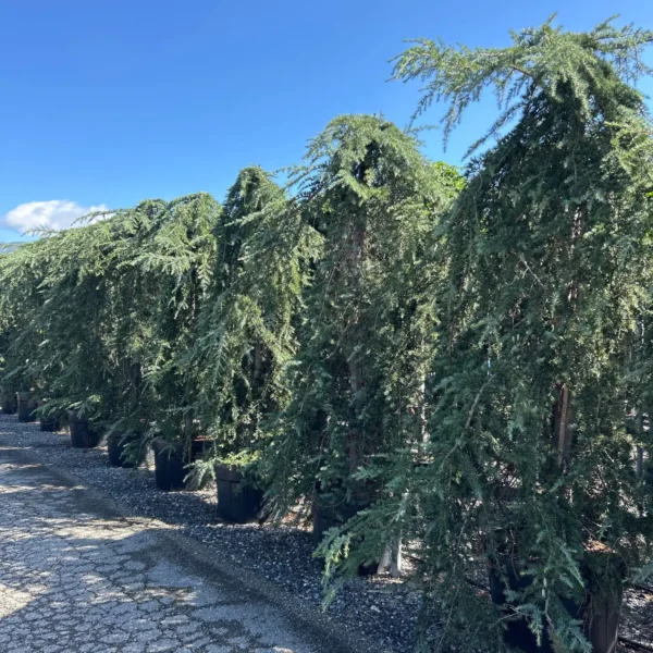 Cedrus deodara 'Pendula' (Povešava himalajska cedra)