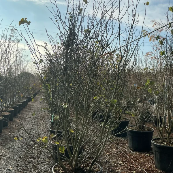 Cercis siliquastrum (Judeževo drevo/Nav.jadikovec)