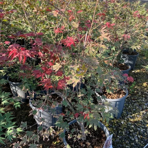 Acer palmatum 'Atropurpureum' (Rdečelistni pahljačasti javor)