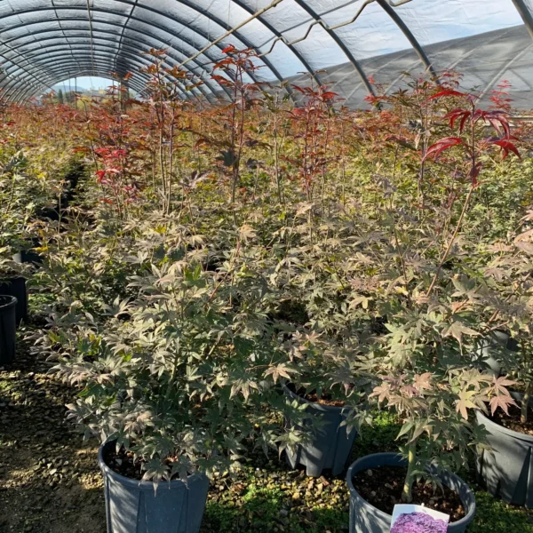 Acer palmatum 'Bloodgood' (Rdečelistni pahljačasti javor)