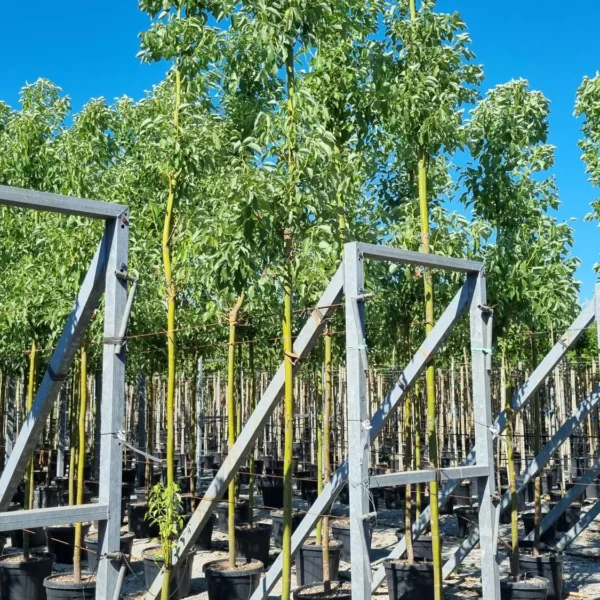 Cinnamomum camphora (Kamforovec)