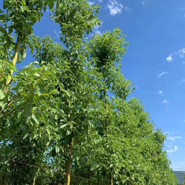 Cinnamomum camphora (Kamforovec)