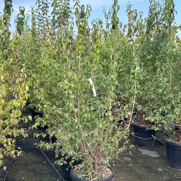 Cornus mas (Rumeni dren)